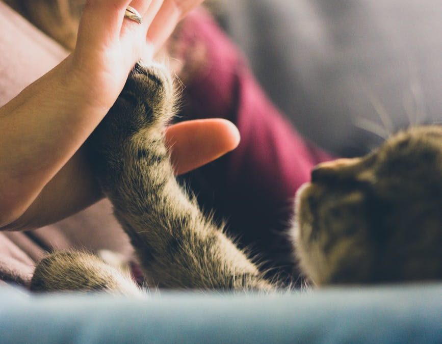 Juegos para gatos