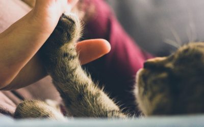Juegos para gatos
