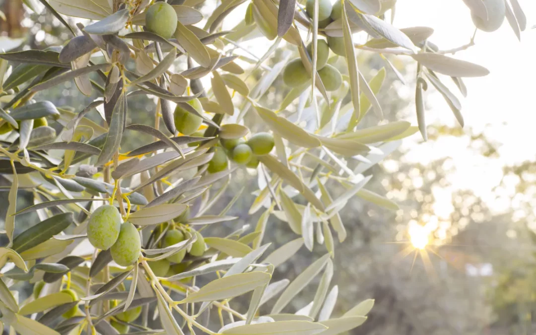 Maravillas del aceite virgen extra ecológico